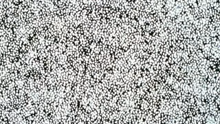 Shinseiki Evangelion preview